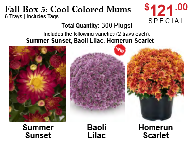 Fall Box 5: Cool Colored Mums - Fall Boxes